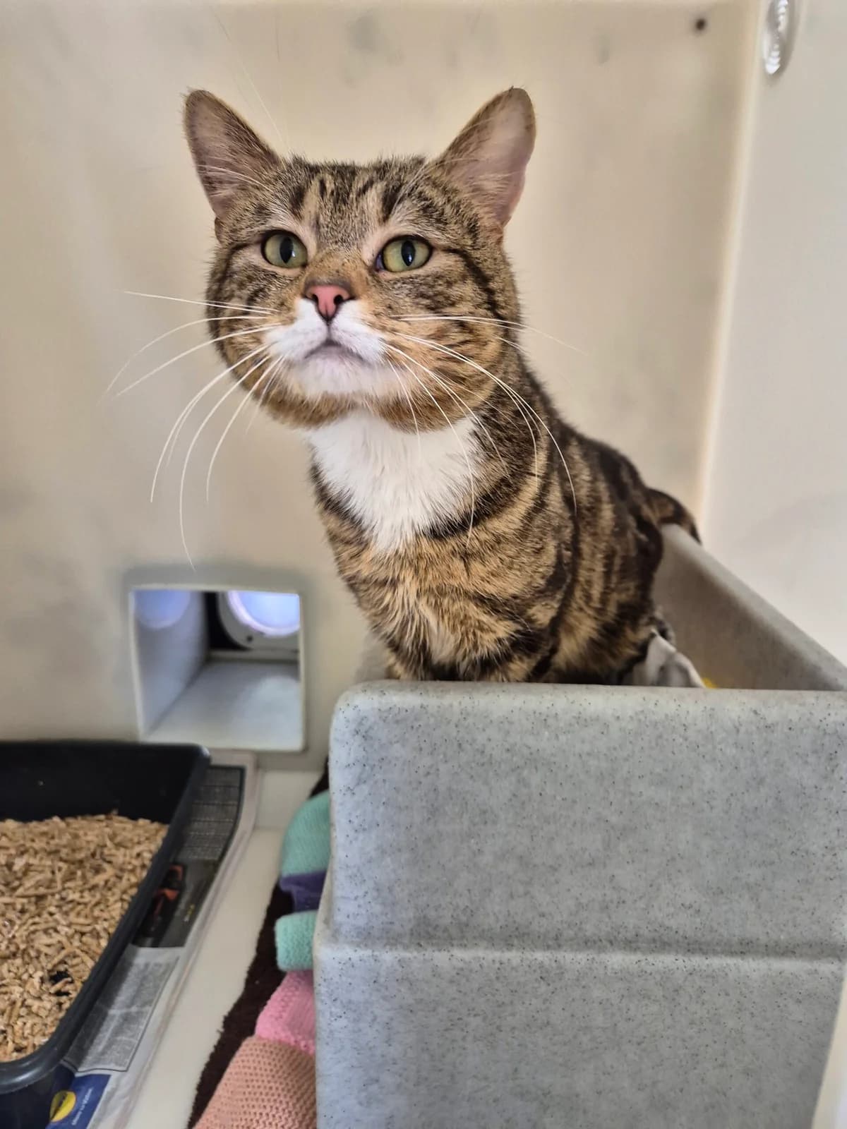 Archie, male 5yo Mixed Breed Cat for adoption at RSPCA Brighton & The Heart of Sussex