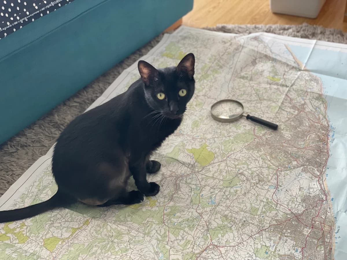 Brosnan, male 5yo Mixed Breed Cat for adoption at RSPCA Brighton & The Heart of Sussex