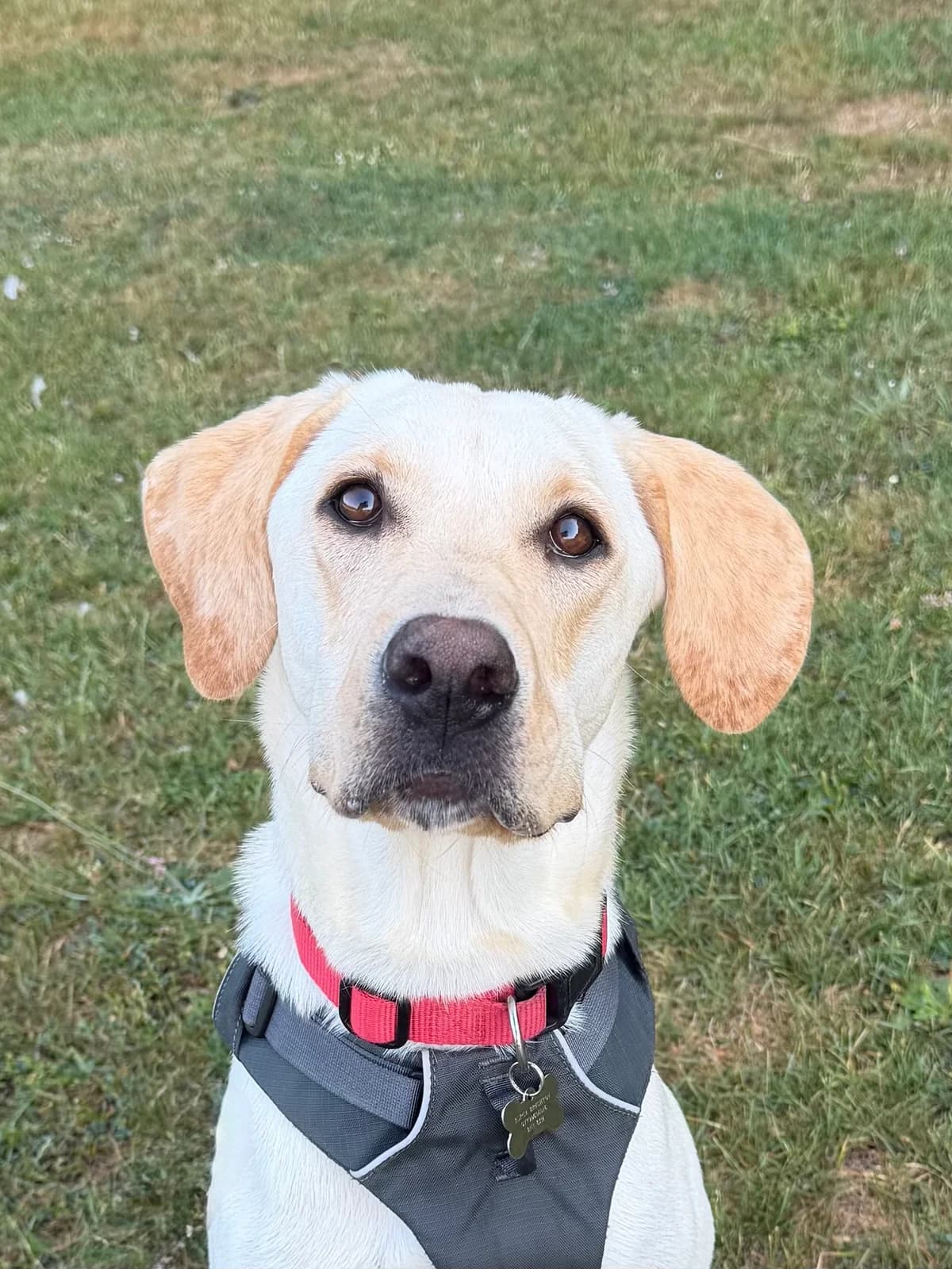 Bumblebee, female young Labrador Retriever for adoption at RSPCA Brighton & The Heart of Sussex