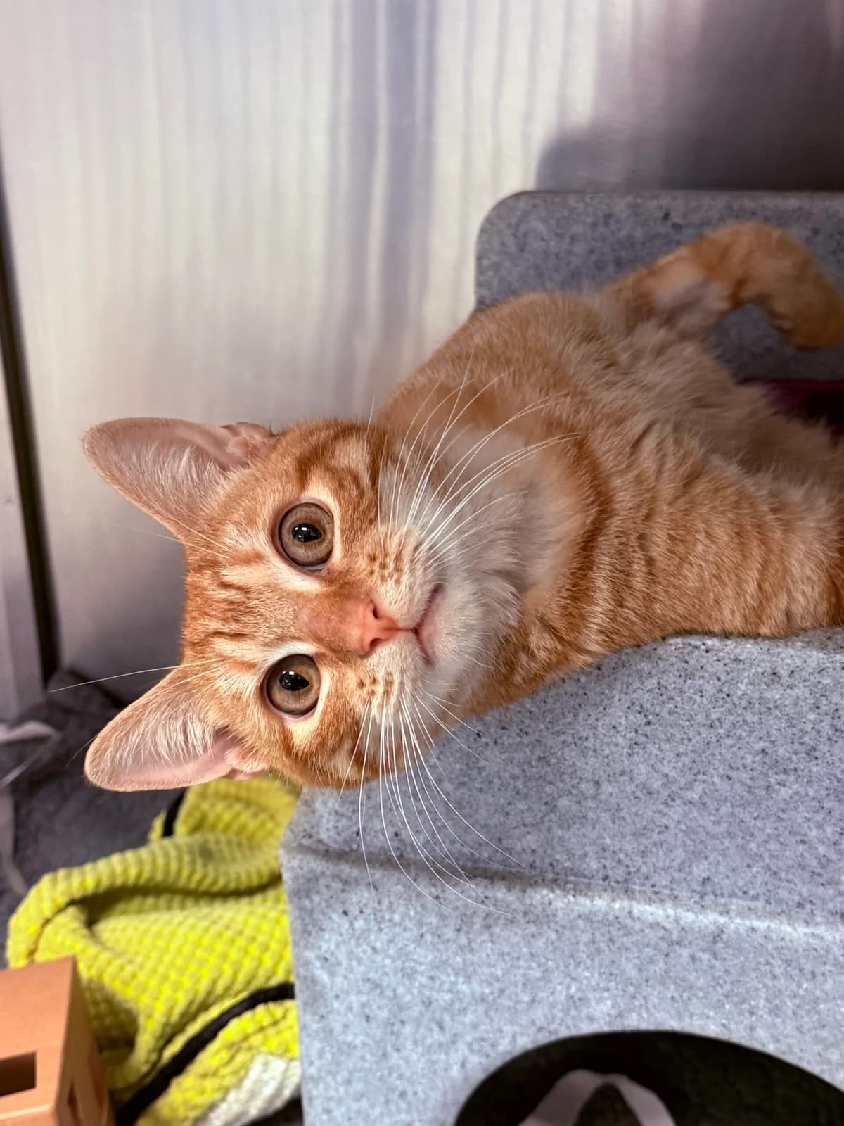 Butternut, male puppy Mixed Breed Cat for adoption at RSPCA Brighton & The Heart of Sussex