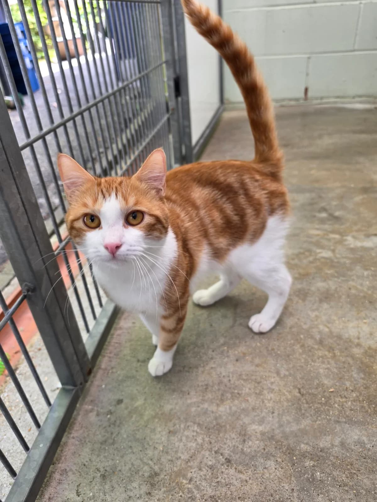 Chester, male young Mixed Breed Cat for adoption at RSPCA Brighton & The Heart of Sussex