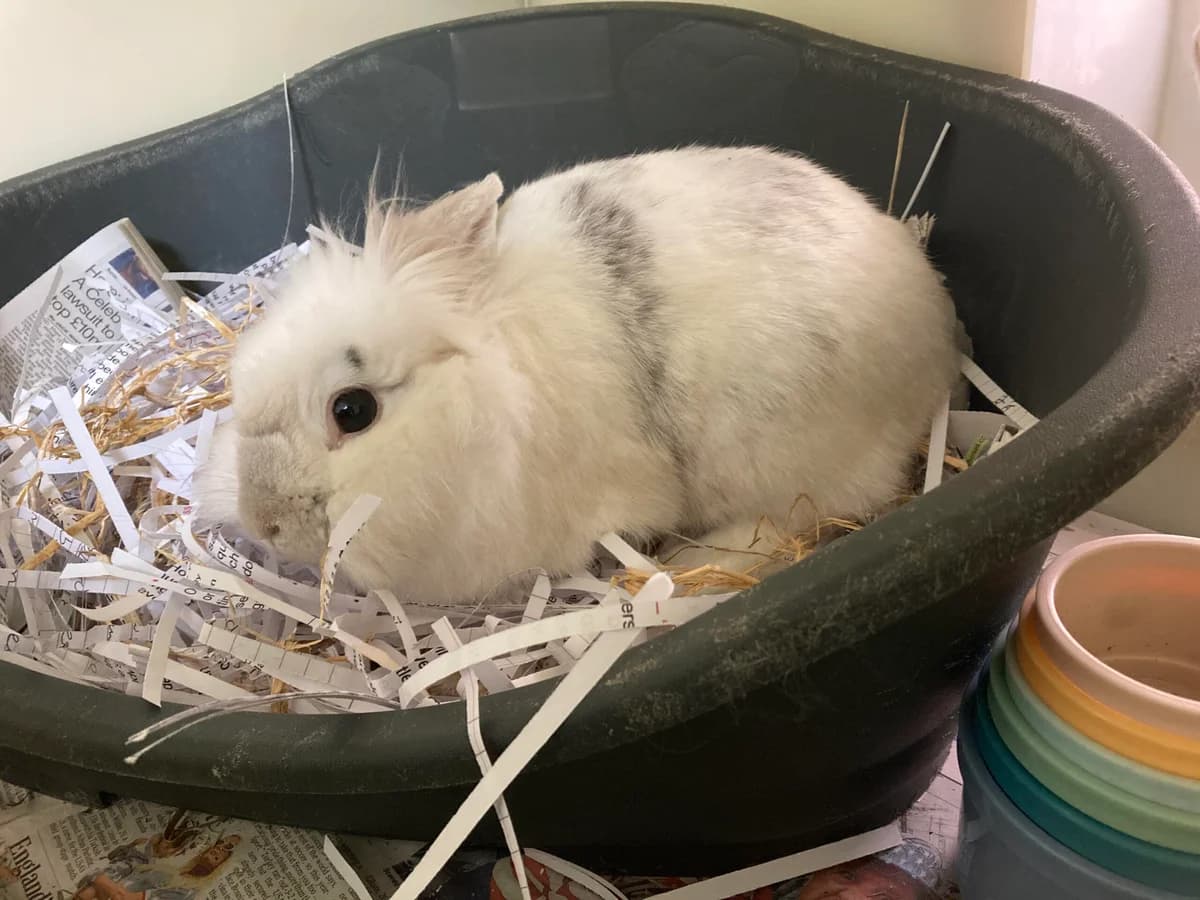 Clover, female 6yo mixed breed for adoption at RSPCA Brighton & The Heart of Sussex