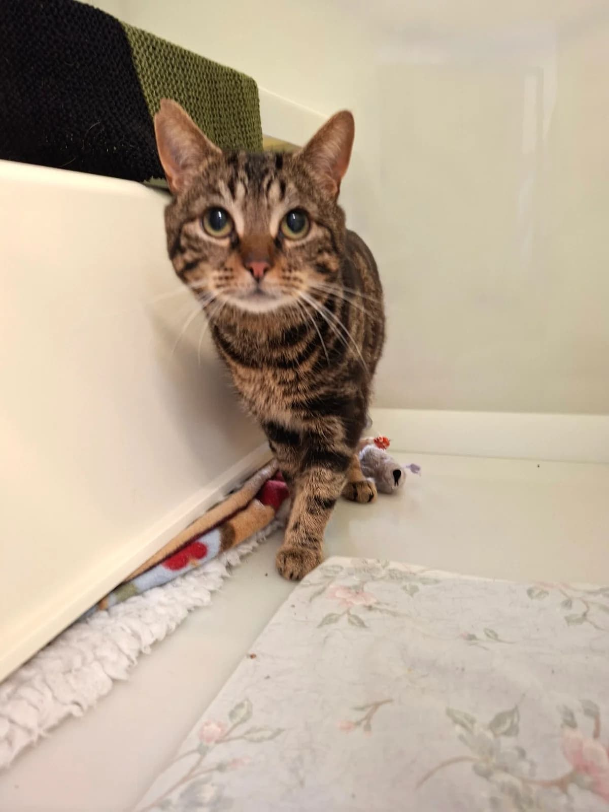 Conker, male young Mixed Breed Cat for adoption at RSPCA Brighton & The Heart of Sussex