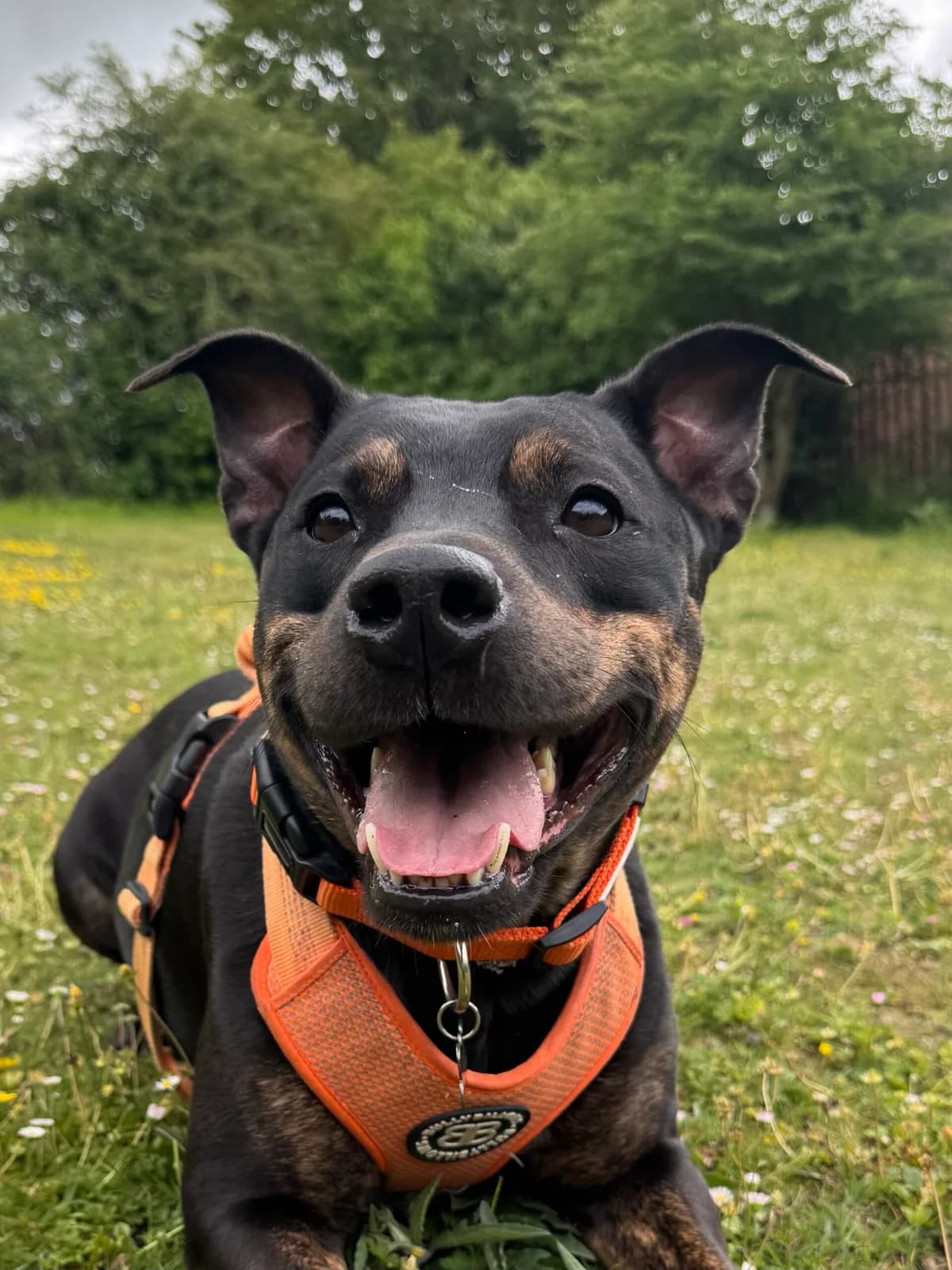 Cuckoo, female 4yo Staffordshire Bull Terrier for adoption at RSPCA Brighton & The Heart of Sussex