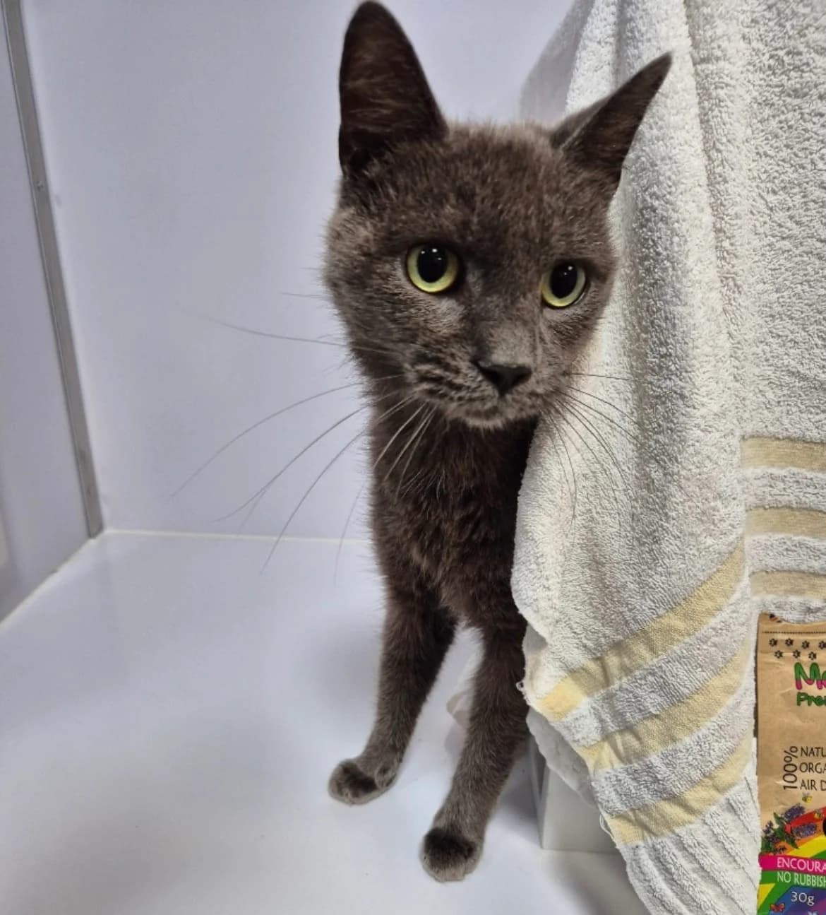 Earl Grey, male young Mixed Breed Cat for adoption at RSPCA Brighton & The Heart of Sussex