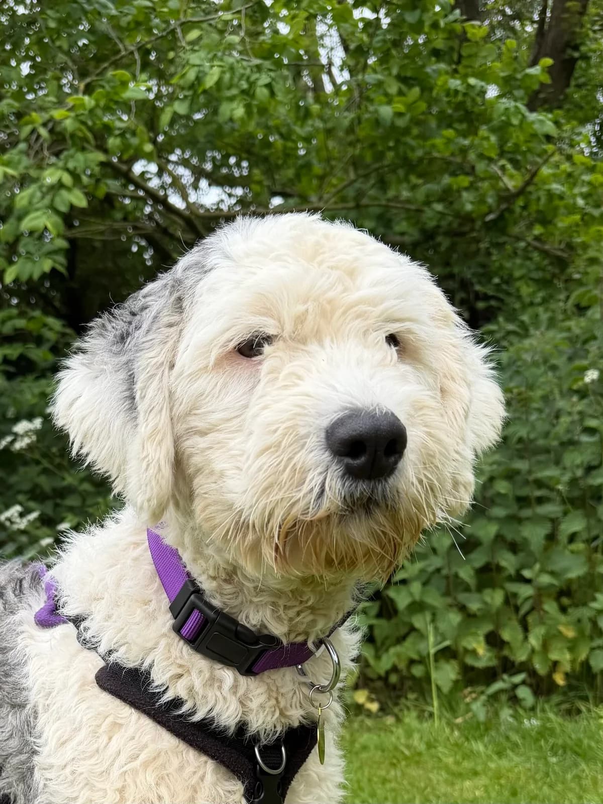 Fairy, female 3yo Old English Sheepdog for adoption at RSPCA Brighton & The Heart of Sussex