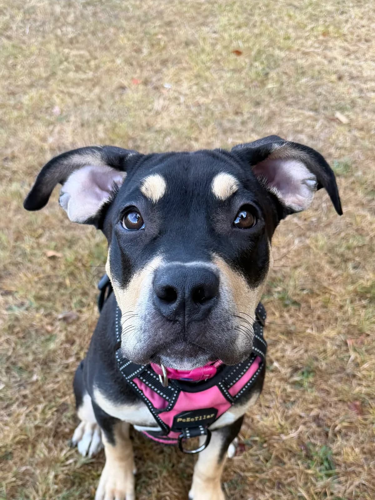 Frazzle, female senior mixed breed for adoption at RSPCA Brighton and the Heart of Sussex