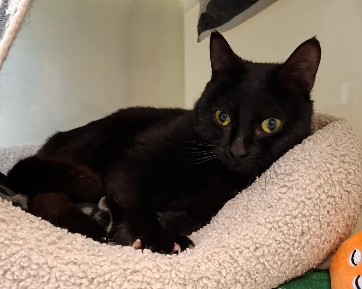 Gomez, male 3yo Mixed Breed Cat for adoption at RSPCA Brighton & The Heart of Sussex