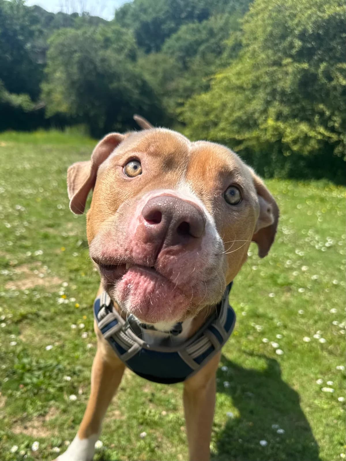 Goose, male young mixed breed for adoption at RSPCA Brighton & The Heart of Sussex