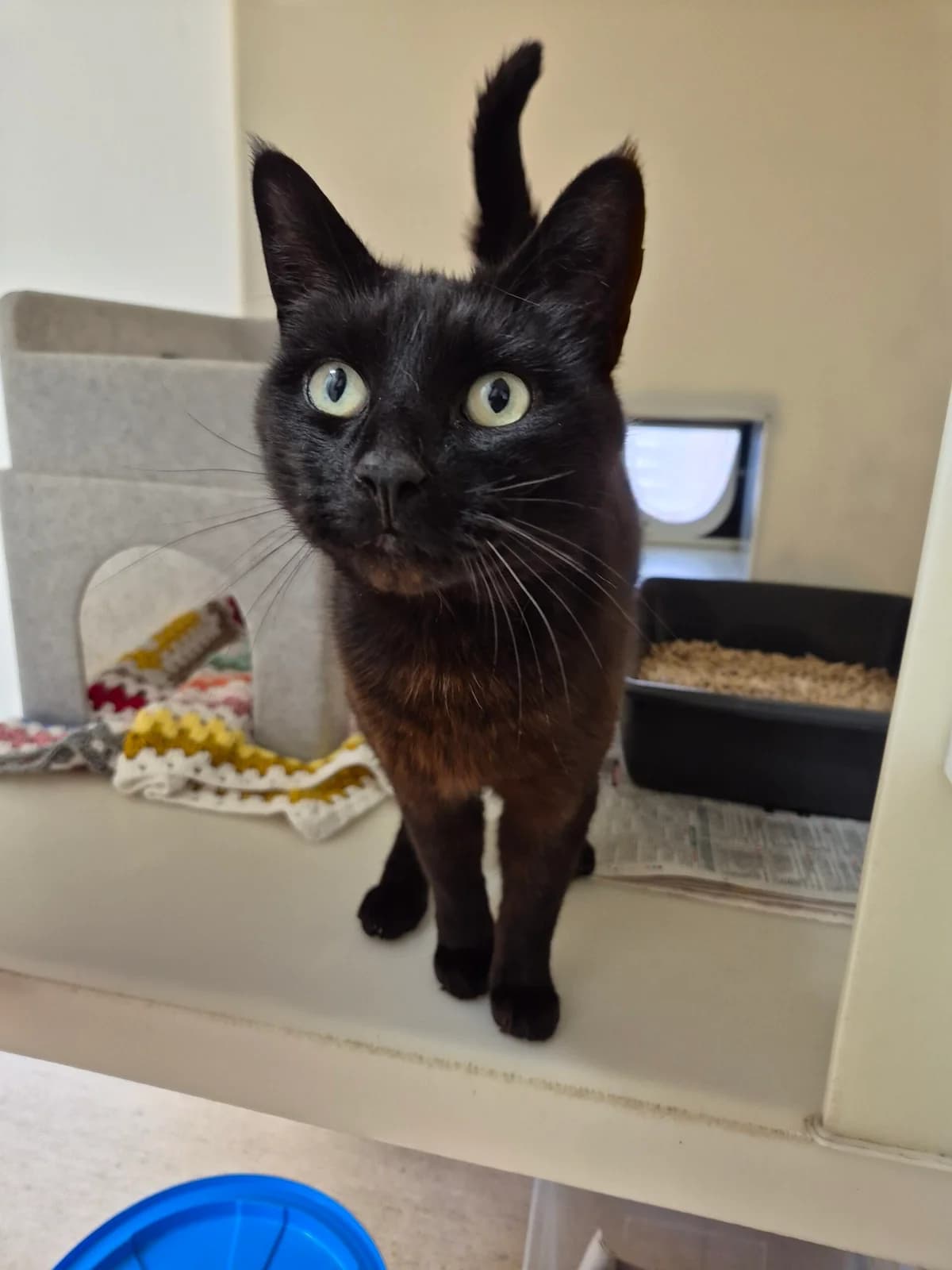 Jack, Mixed Breed Cat (RSPCA Brighton & The Heart of Sussex)