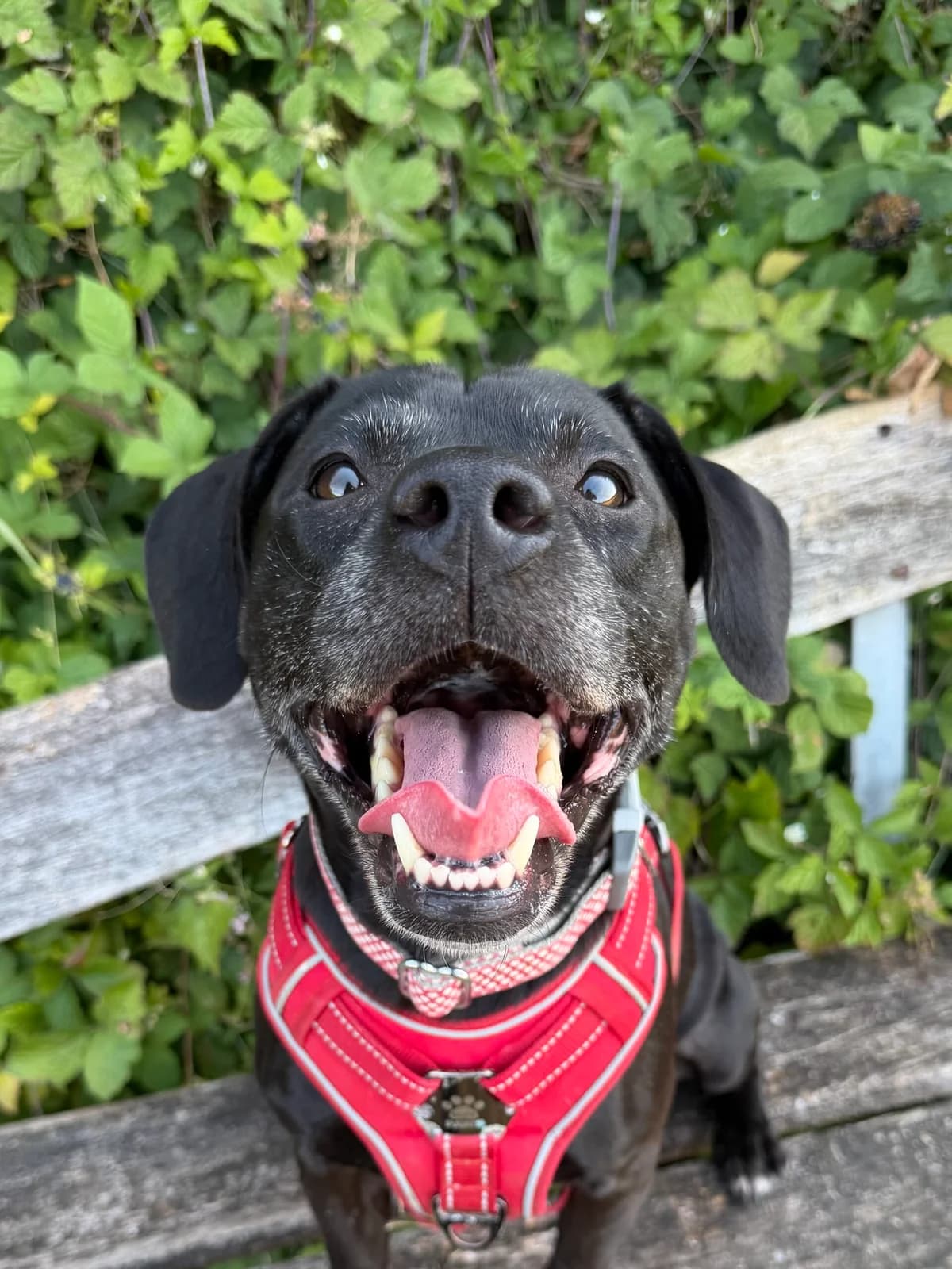 Jelly tot, female 6yo Staffordshire Bull Terrier for adoption at RSPCA Brighton & The Heart of Sussex