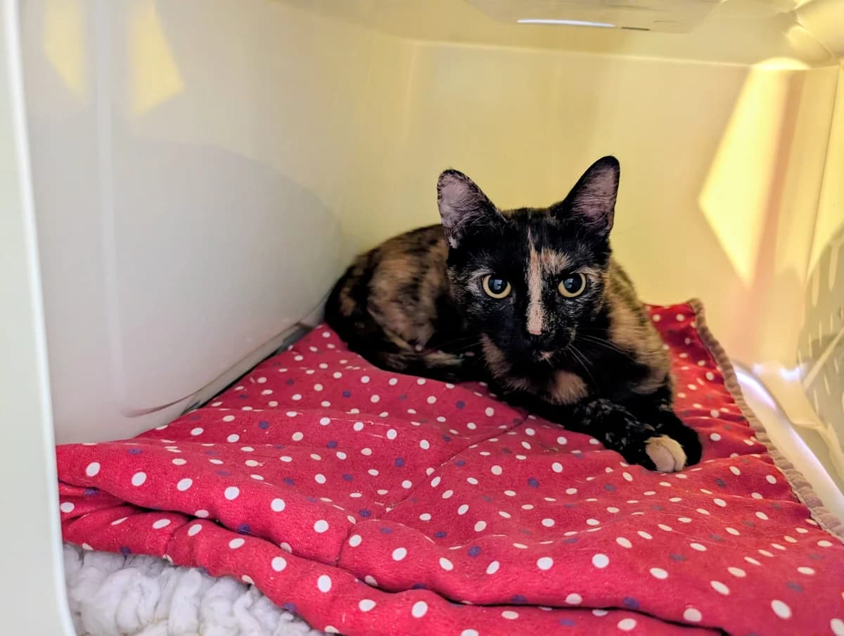 Kanga, female young Mixed Breed Cat for adoption at RSPCA Brighton & The Heart of Sussex