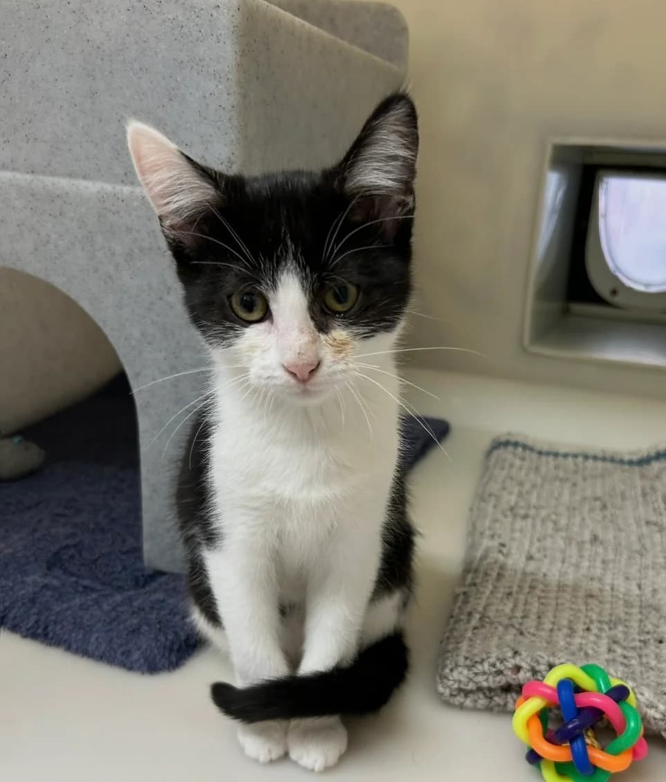 Lasagne, female puppy Mixed Breed Cat for adoption at RSPCA Brighton & The Heart of Sussex