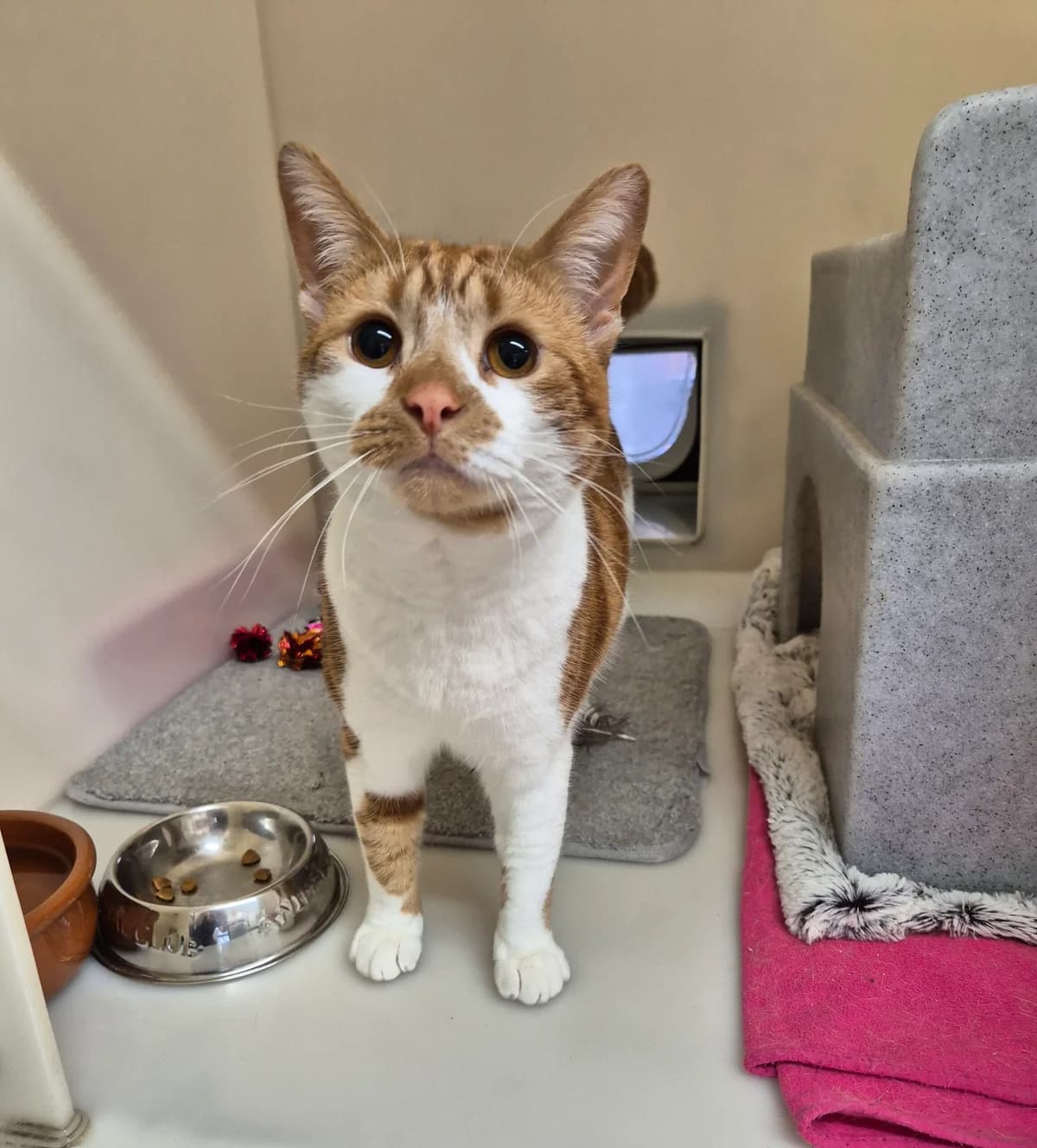 Lilly, female puppy Mixed Breed Cat for adoption at RSPCA Brighton & The Heart of Sussex