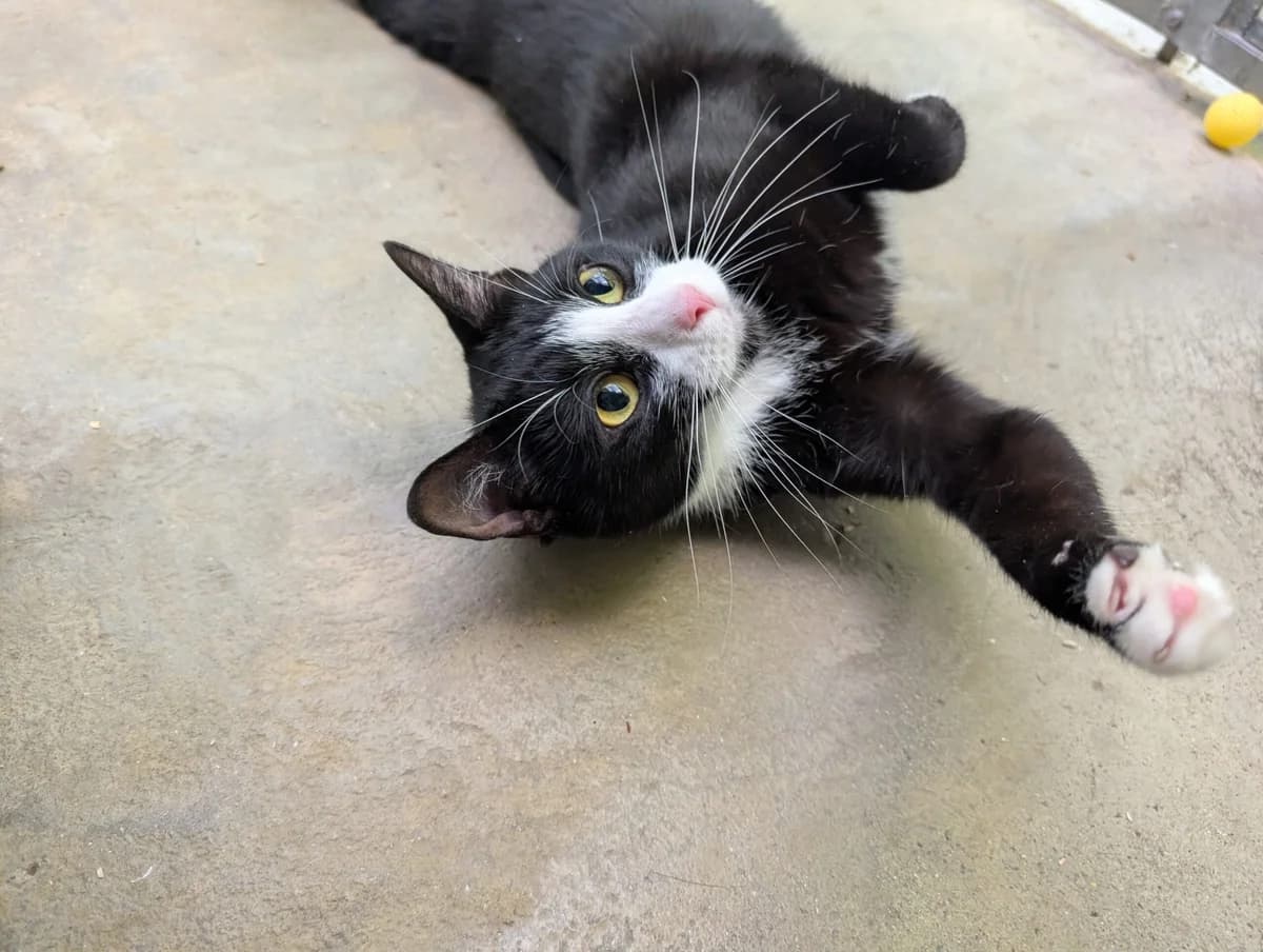 Luna, female young Mixed Breed Cat for adoption at RSPCA Brighton & The Heart of Sussex