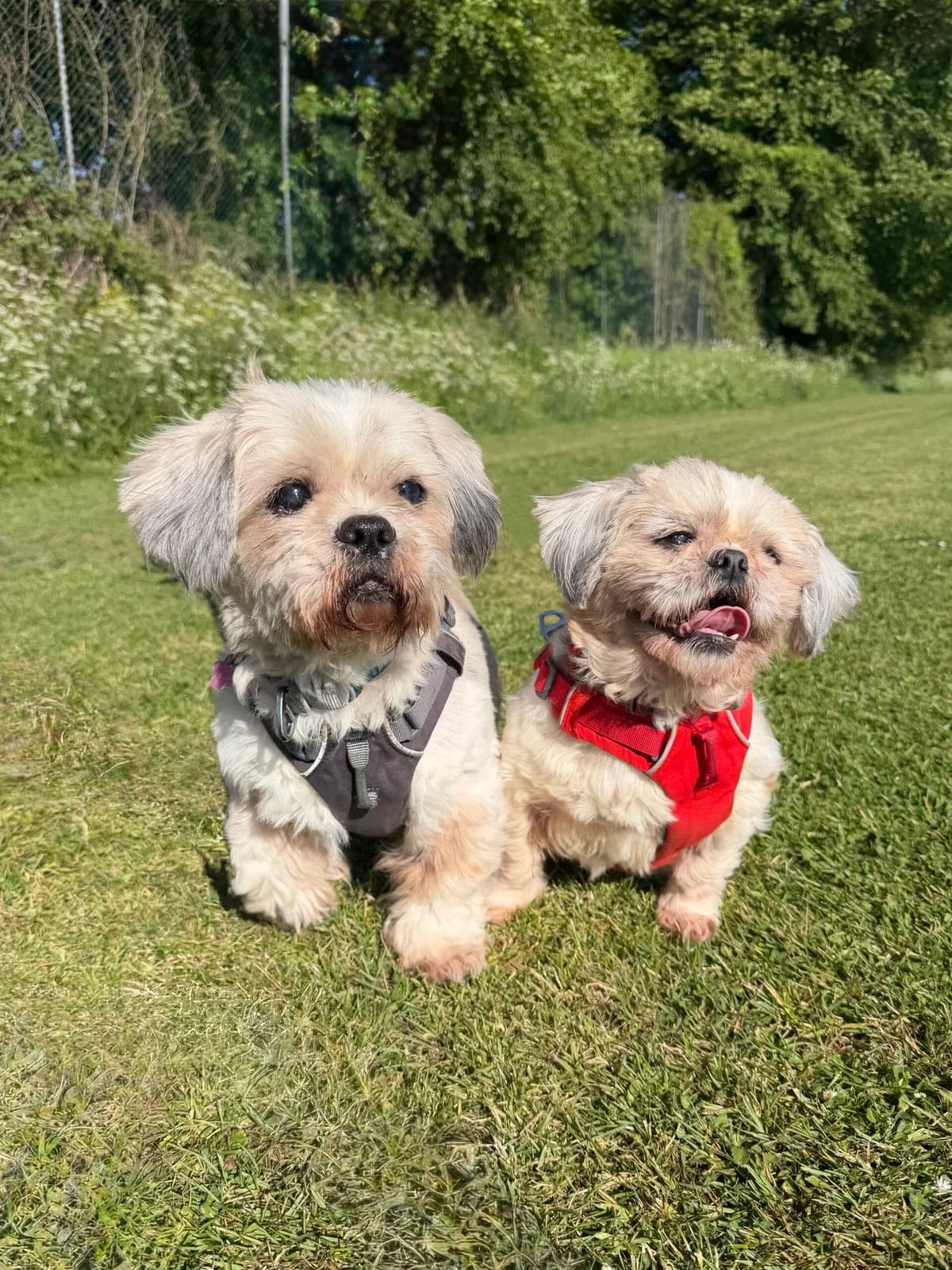 Mimi & Manu, female senior Shih Tzu for adoption at RSPCA Brighton & The Heart of Sussex