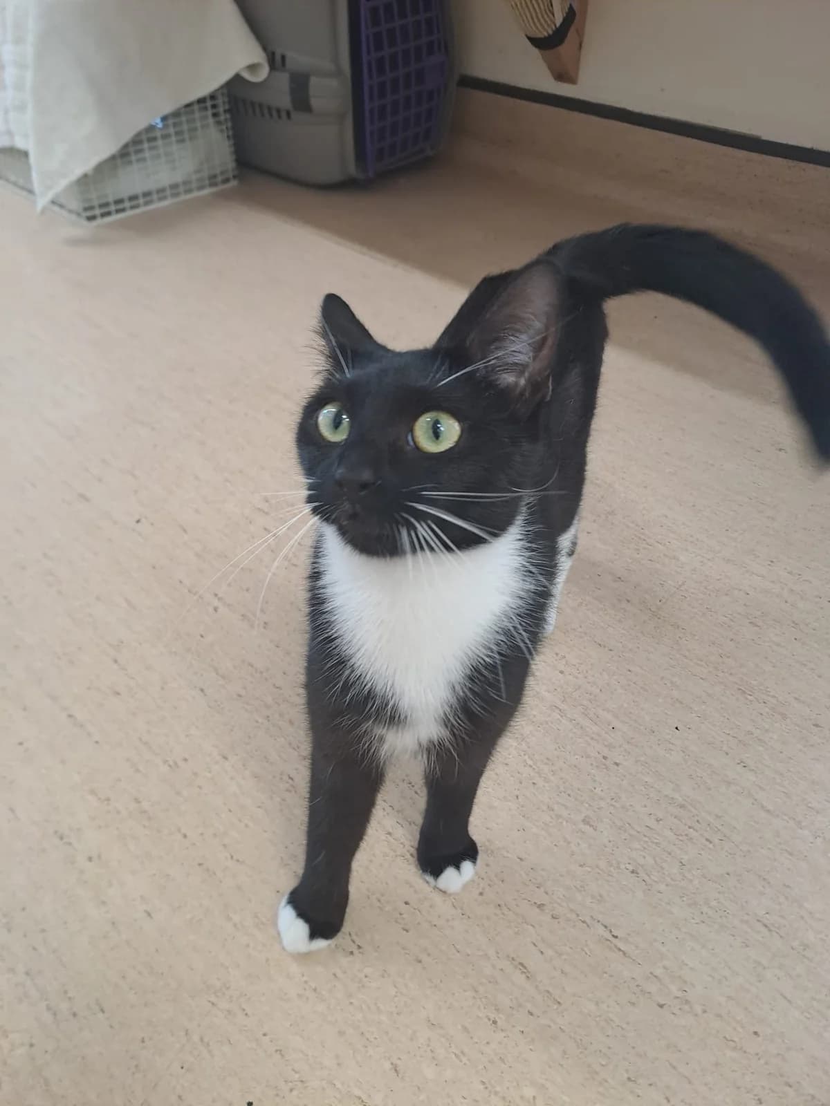 Mini, Mixed Breed Cat (RSPCA Brighton & The Heart of Sussex)
