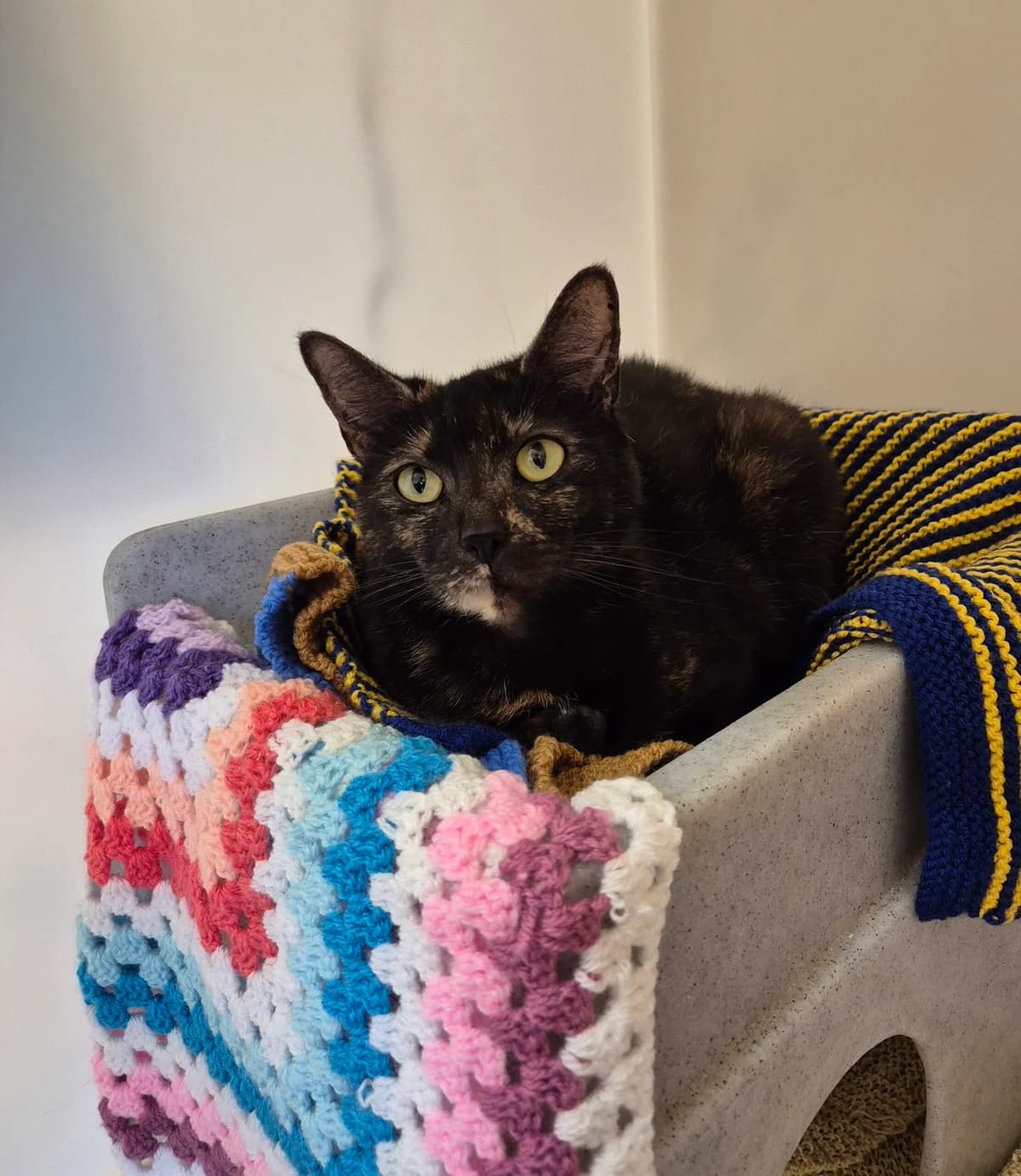 Mischief, female 4yo Mixed Breed Cat for adoption at RSPCA Brighton & The Heart of Sussex