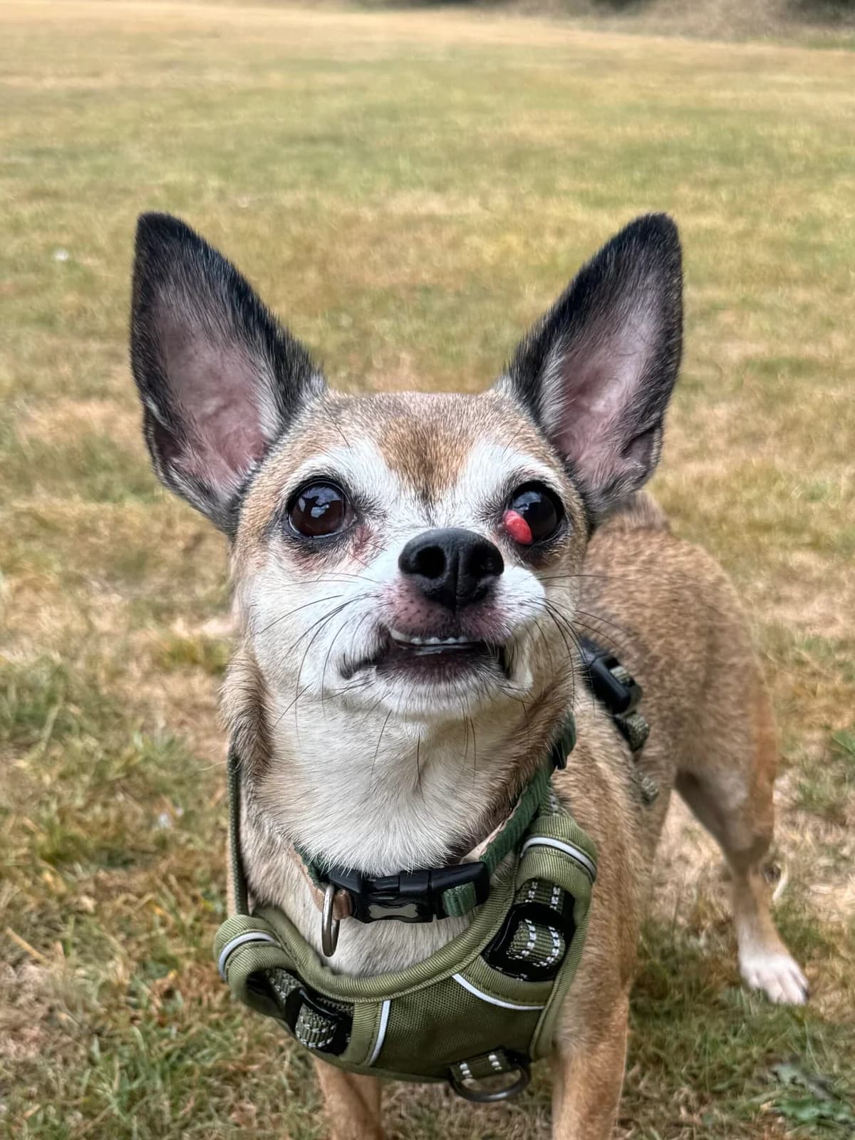 Mocha, male 3yo Chihuahua for adoption at RSPCA Brighton & The Heart of Sussex
