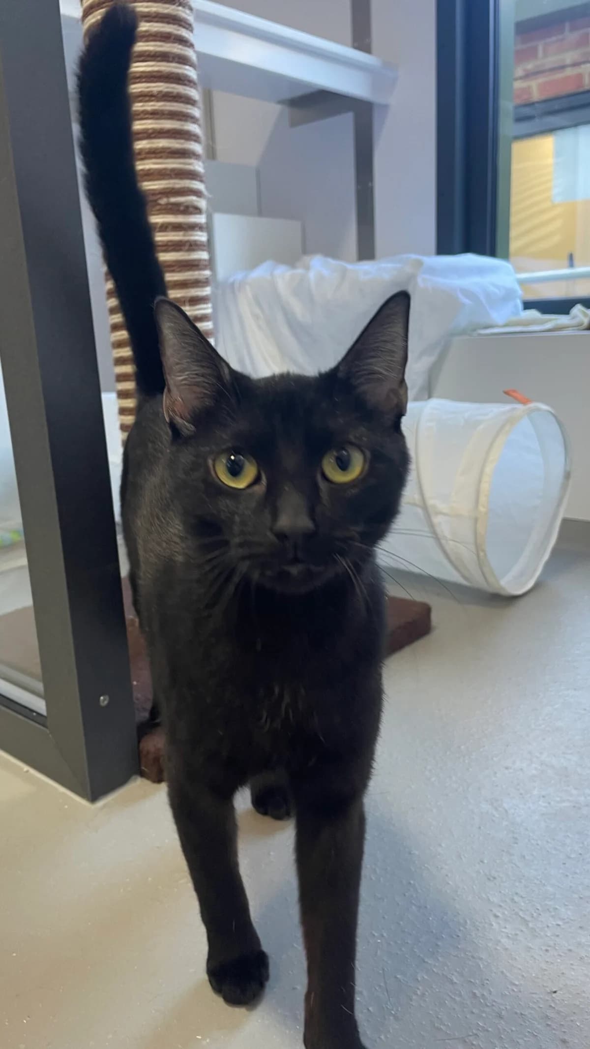 Morag, female young Mixed Breed Cat for adoption at RSPCA Brighton & The Heart of Sussex