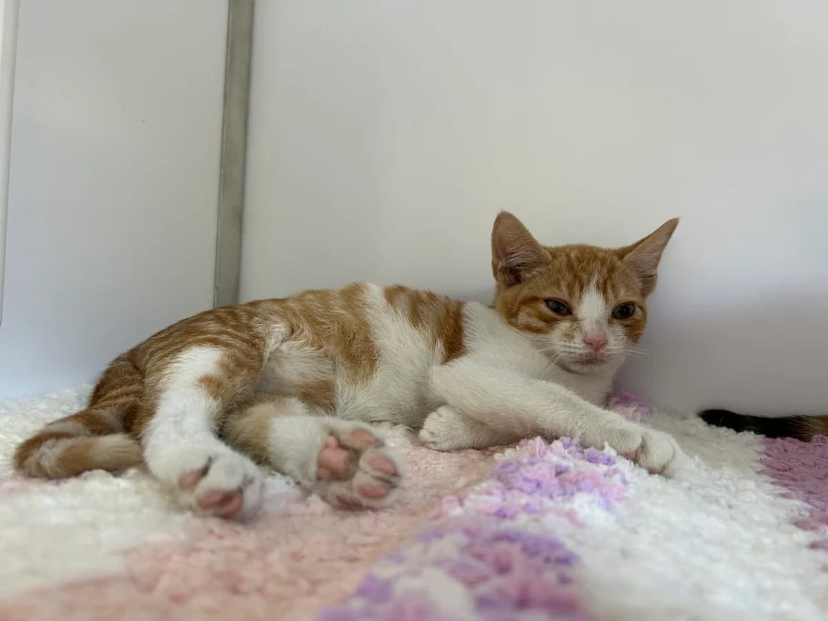 Mowgli, male puppy Mixed Breed Cat for adoption at RSPCA Brighton & The Heart of Sussex