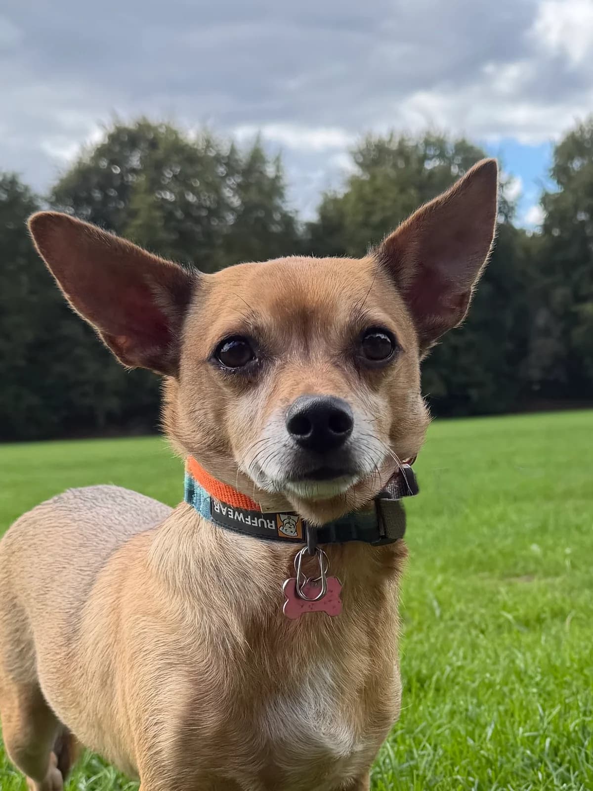Mr Slippers, male 3yo Chihuahua for adoption at RSPCA Brighton & The Heart of Sussex