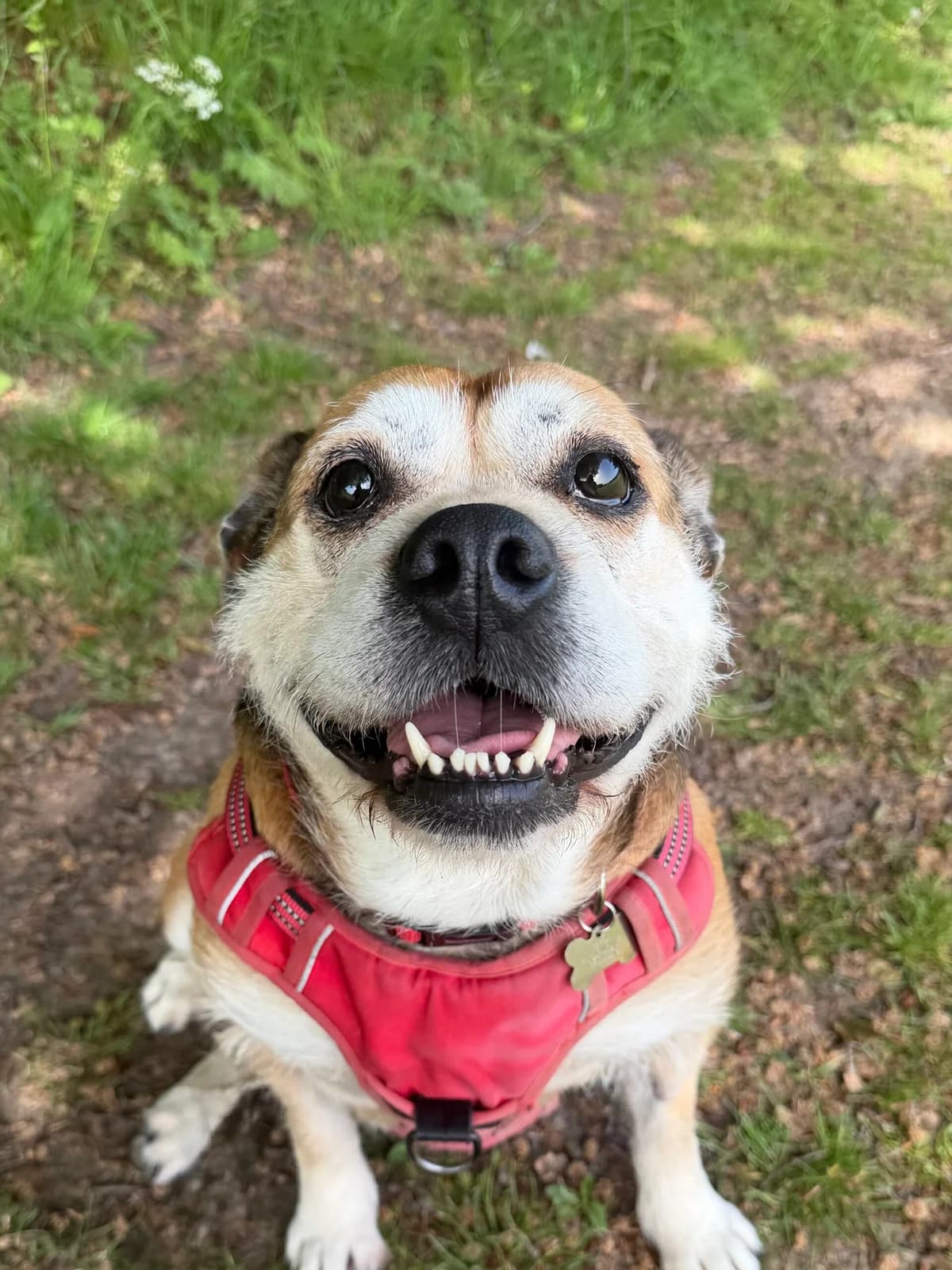 Nugget, female senior Mixed Breed for adoption at RSPCA Brighton & The Heart of Sussex