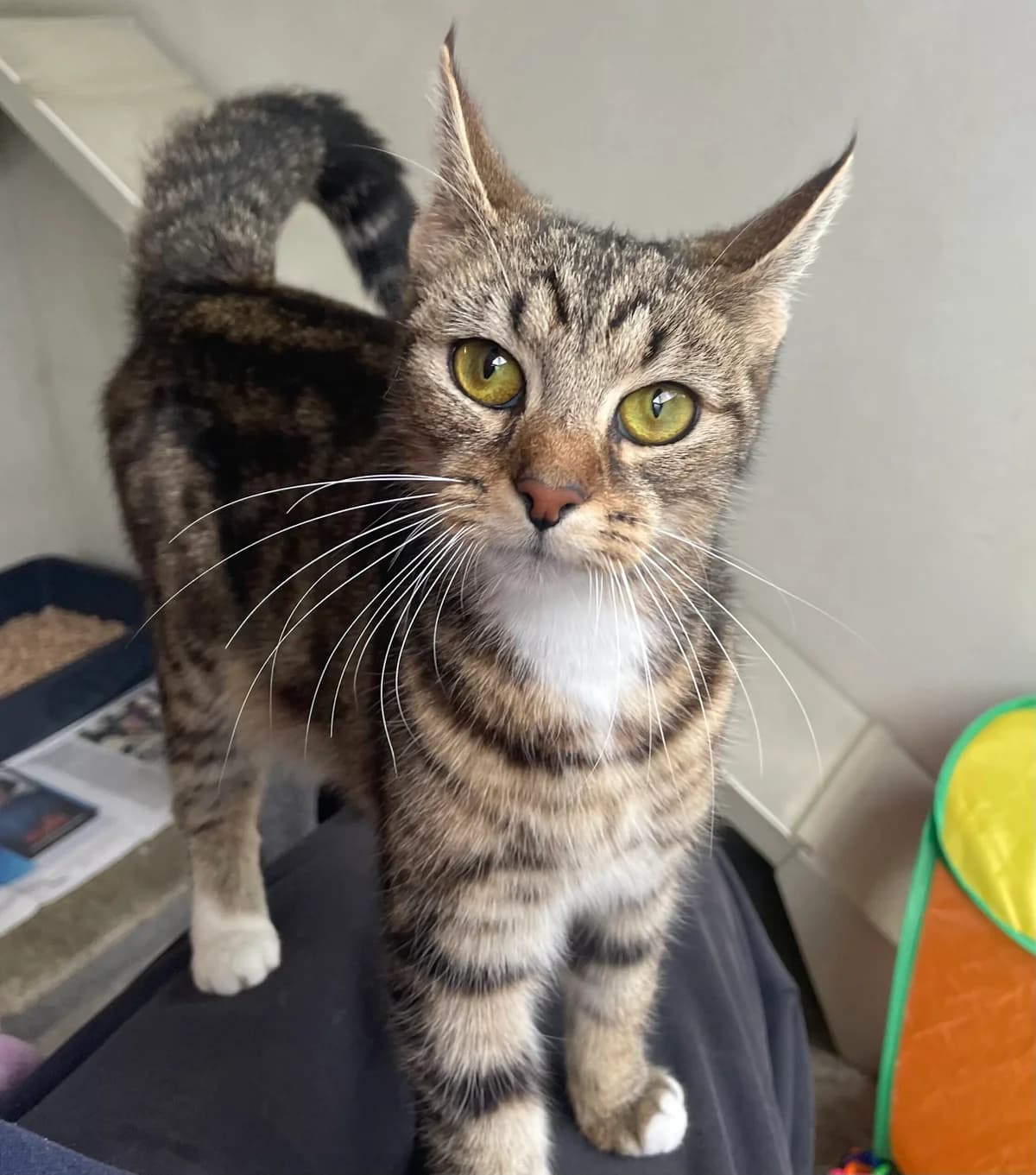 Oaty, female 3yo Mixed Breed Cat for adoption at RSPCA Brighton & The Heart of Sussex
