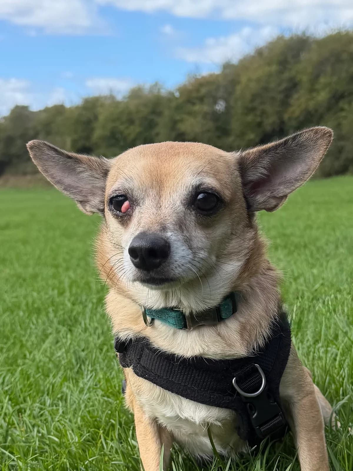 OJ, male 3yo Chihuahua for adoption at RSPCA Brighton & The Heart of Sussex