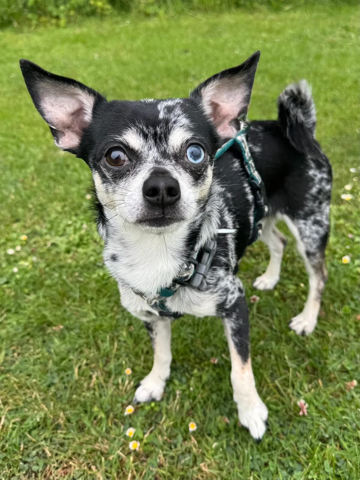 Pascal, male young Chihuahua for adoption at RSPCA Brighton & The Heart of Sussex
