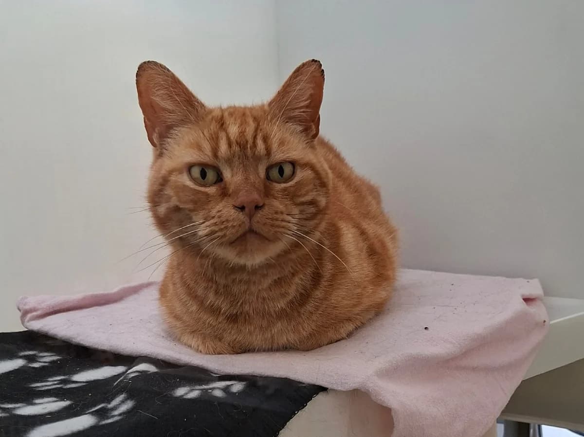 Peanut, male senior Mixed Breed Cat for adoption at RSPCA Brighton & The Heart of Sussex
