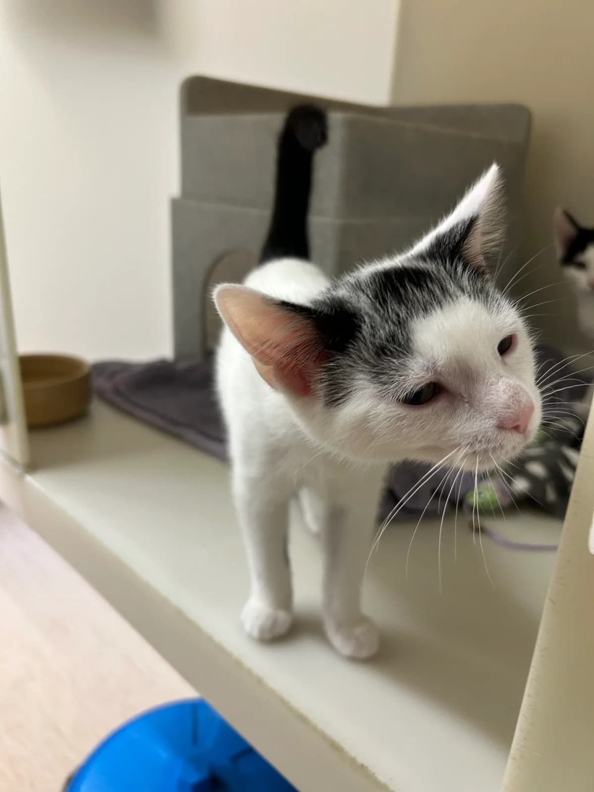Penne, male puppy Mixed Breed Cat for adoption at RSPCA Brighton & The Heart of Sussex