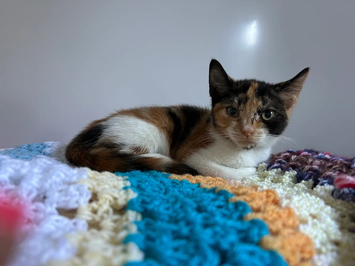 Penny, female puppy Mixed Breed Cat for adoption at RSPCA Brighton & The Heart of Sussex