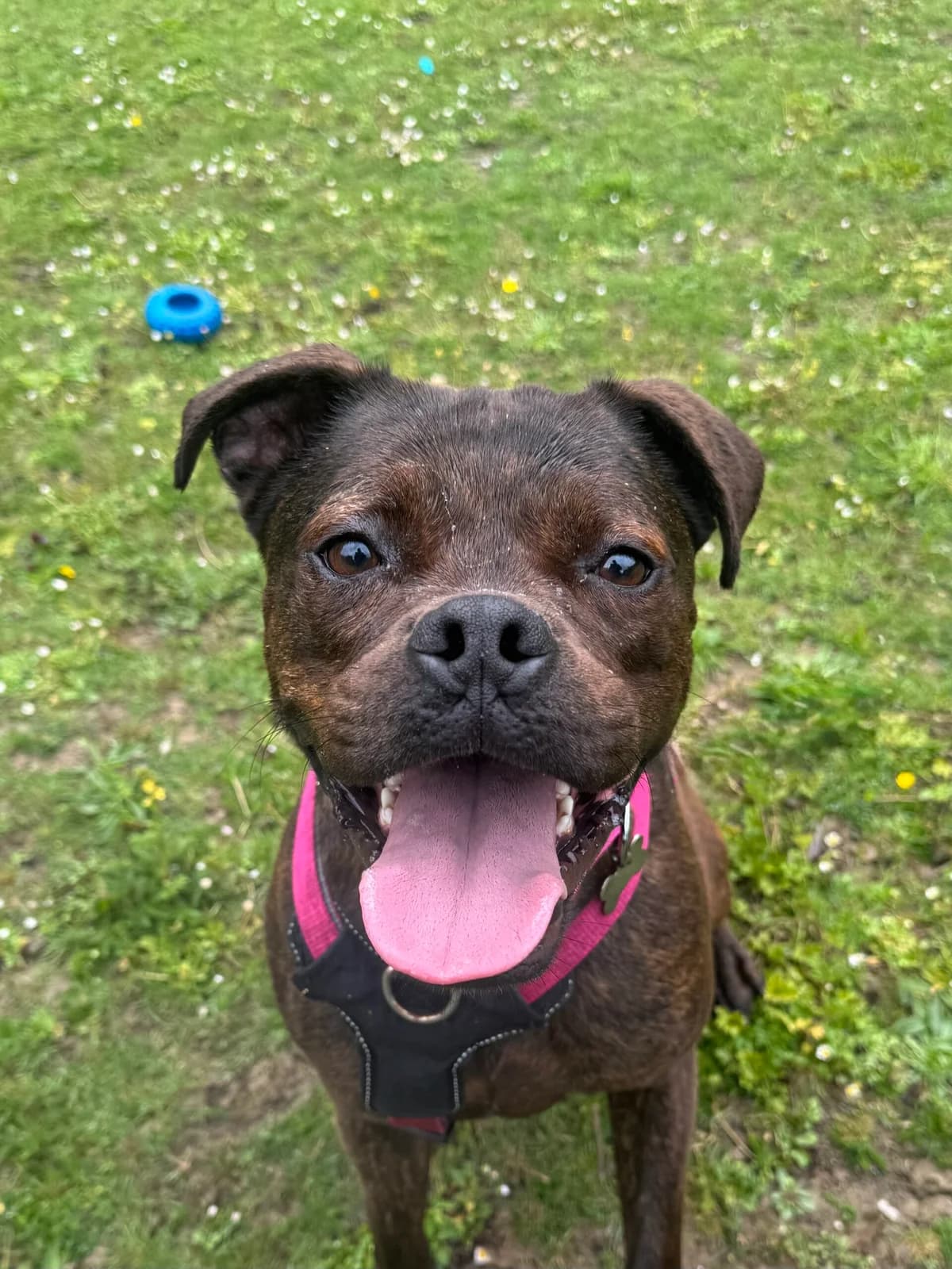 Pigeon, female 3yo Staffordshire Bull Terrier for adoption at RSPCA Brighton & The Heart of Sussex
