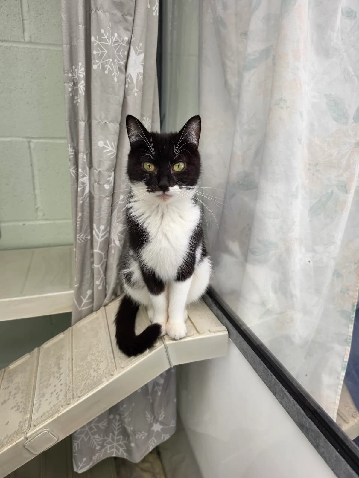 Poppy, female 3yo Mixed Breed Cat for adoption at RSPCA Brighton & The Heart of Sussex