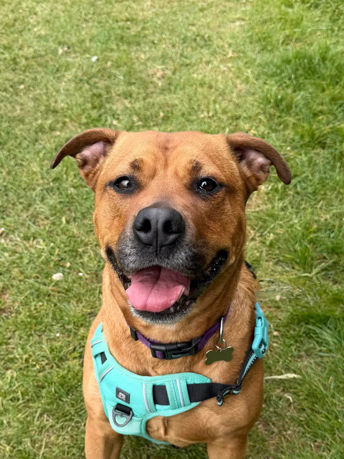 Possum, female young Mixed Breed for adoption at RSPCA Brighton & The Heart of Sussex
