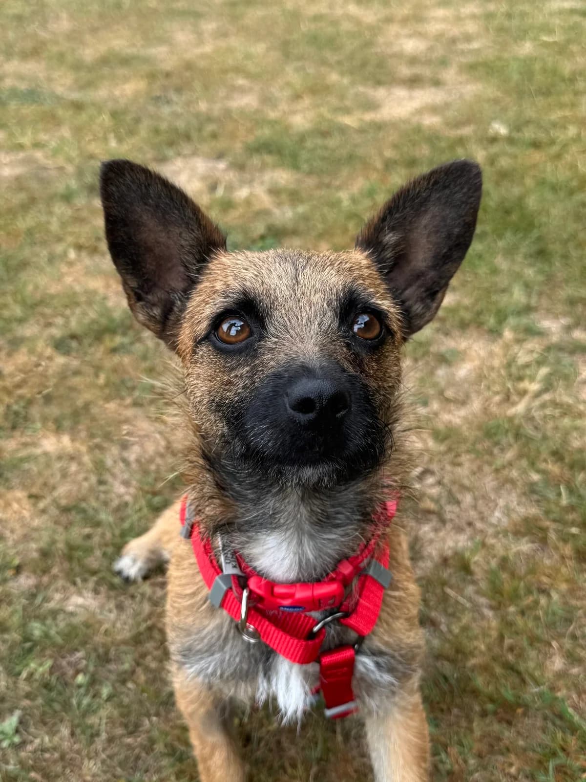 Shrew, female 3yo mixed breed for adoption at RSPCA Brighton & The Heart of Sussex