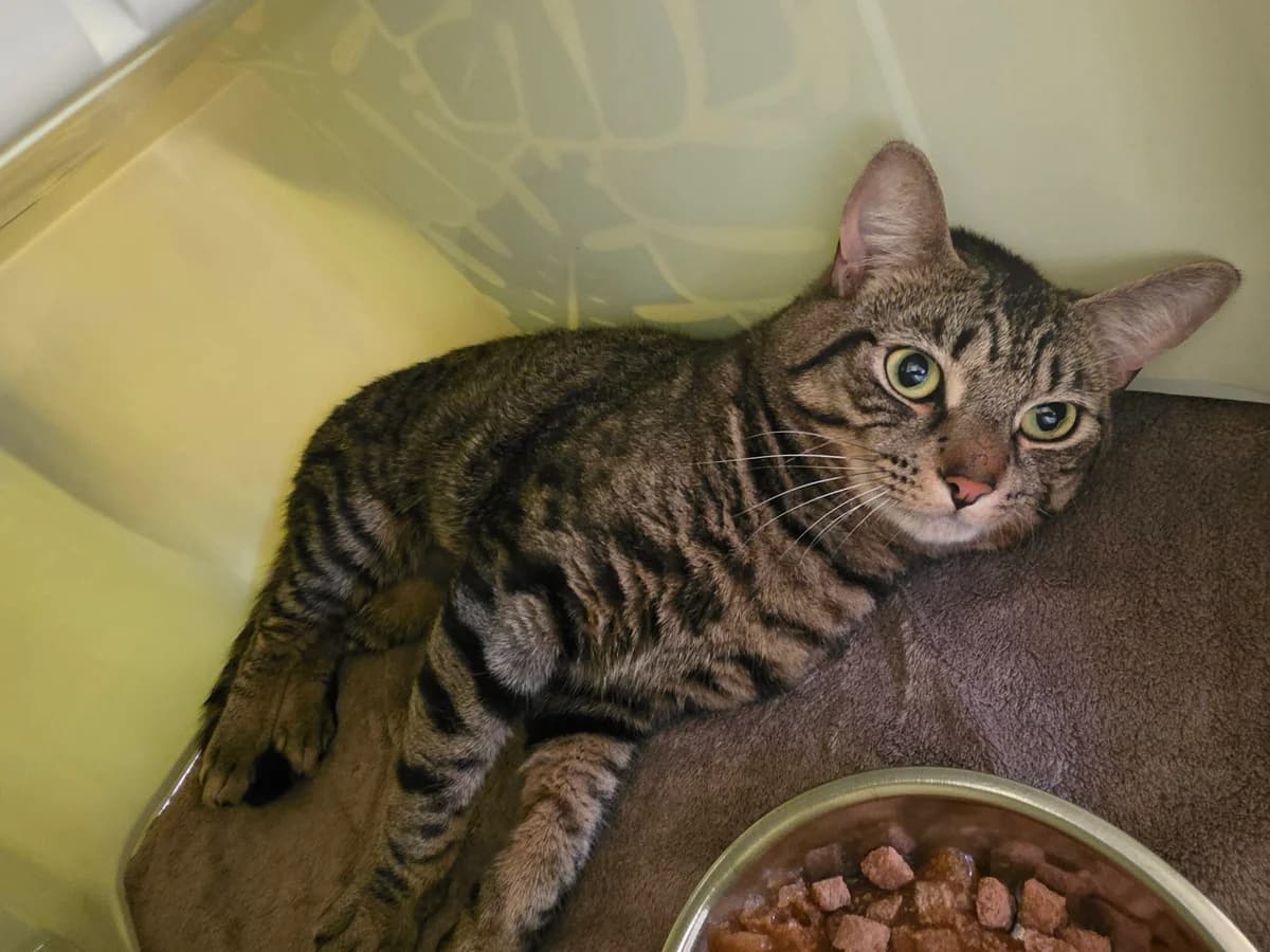 Sidney, male young Mixed Breed Cat for adoption at RSPCA Brighton & The Heart of Sussex