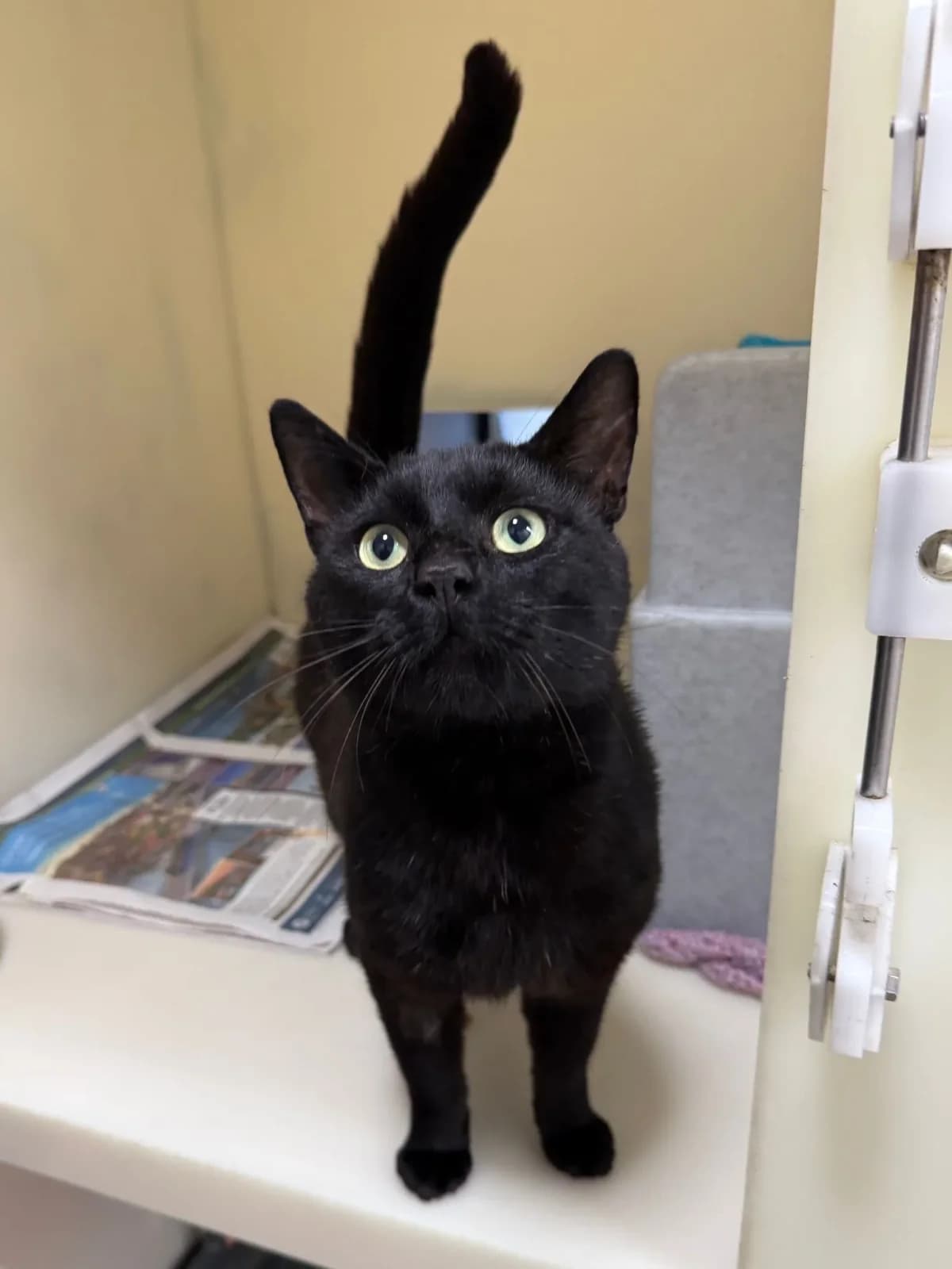Sonic, male young Mixed Breed Cat for adoption at RSPCA Brighton & The Heart of Sussex