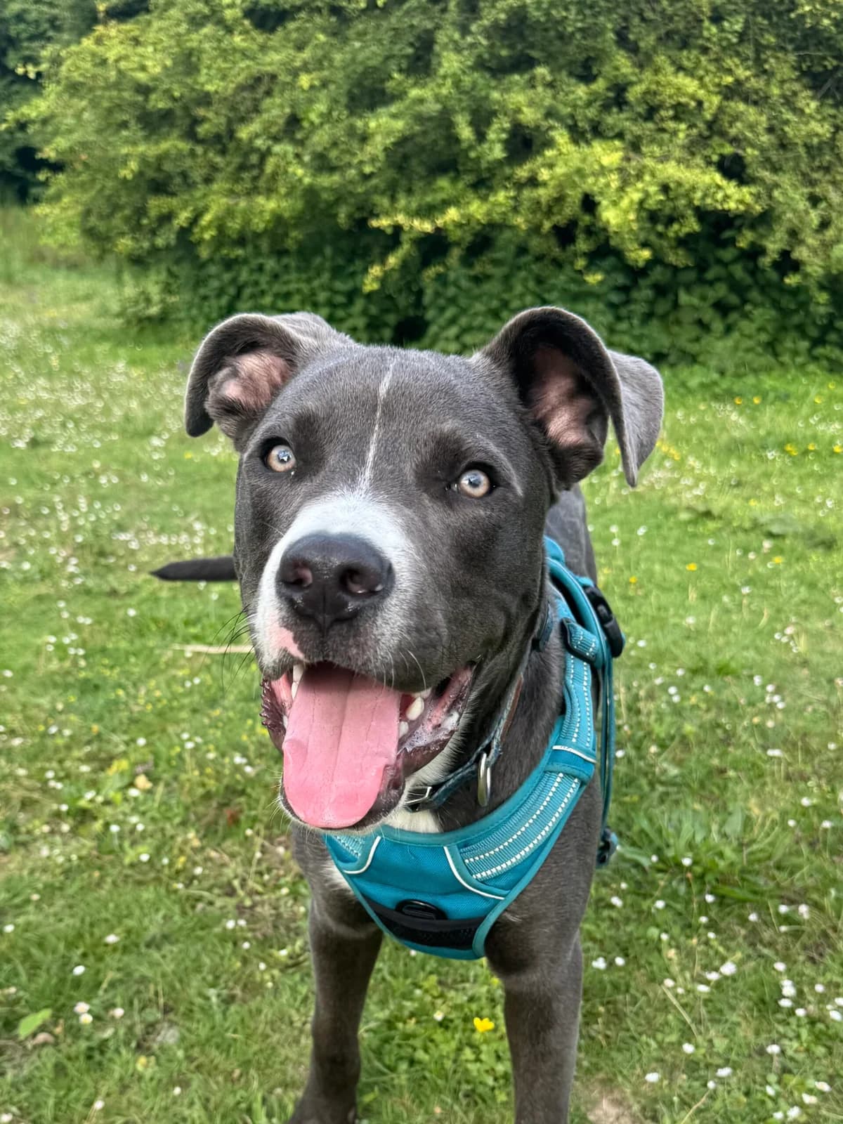 Sparrow, male puppy Mixed Breed for adoption at RSPCA Brighton & The Heart of Sussex