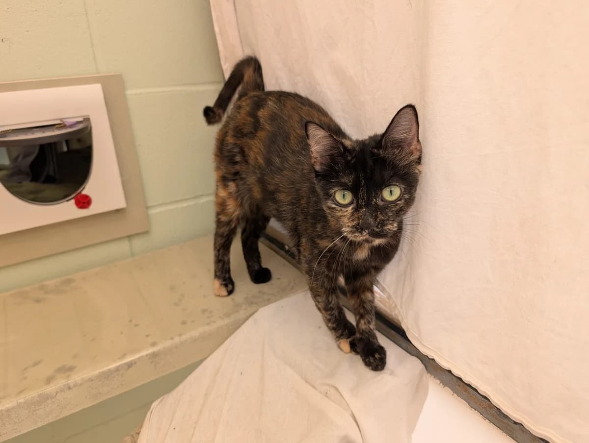 Tinkerbell, female young Mixed Breed Cat for adoption at RSPCA Brighton & The Heart of Sussex