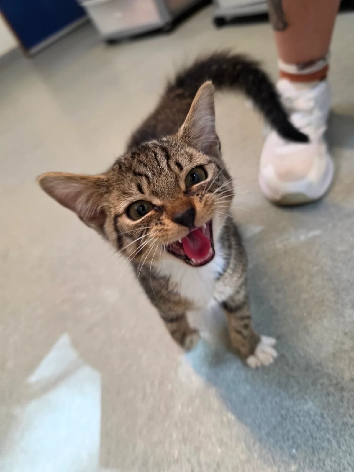 Toast, male puppy Mixed Breed Cat for adoption at RSPCA Brighton & The Heart of Sussex