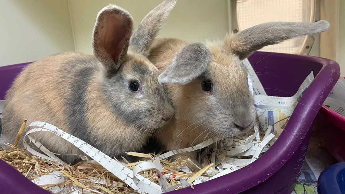 Tommy & Toby, male puppy Mixed Breed for adoption at RSPCA Brighton & The Heart of Sussex