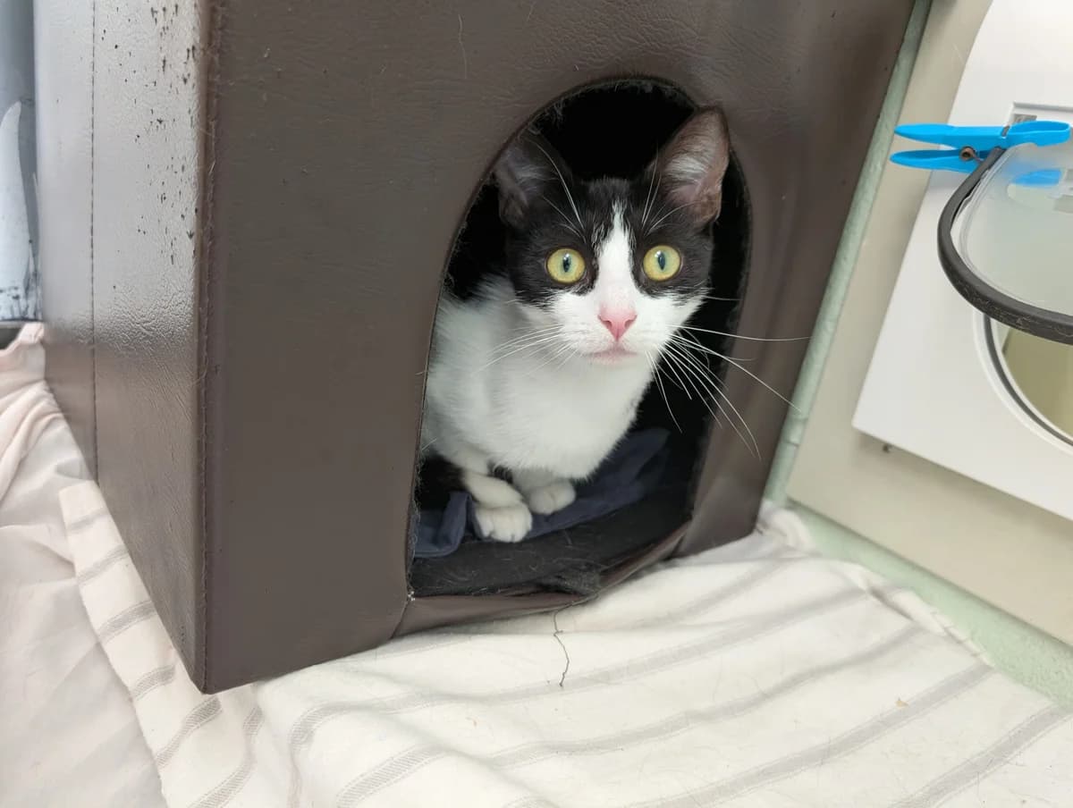 Twix, female young Mixed Breed Cat for adoption at RSPCA Brighton & The Heart of Sussex