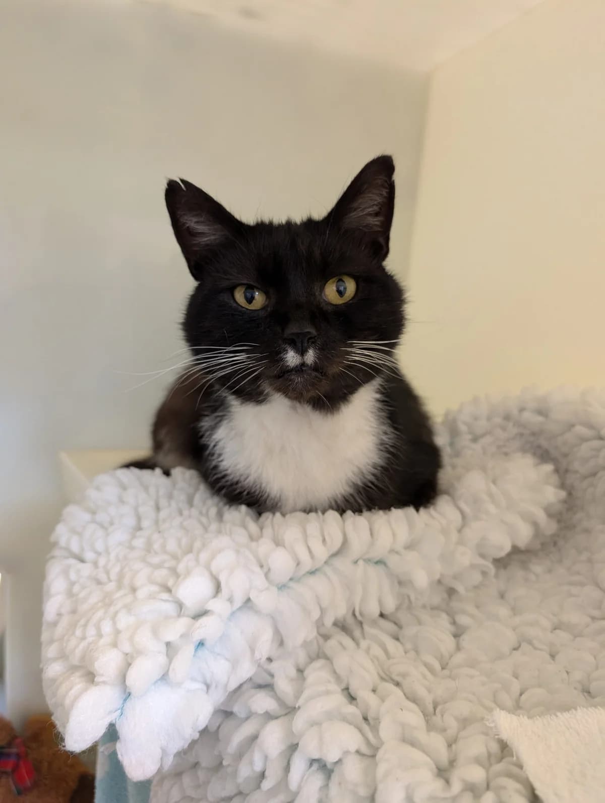 Valley, male young Mixed Breed Cat for adoption at RSPCA Brighton & The Heart of Sussex