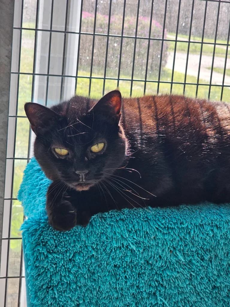 Starburst, female senior Mixed Breed Cat for adoption at RSPCA Cornwall Branch, Saint Columb