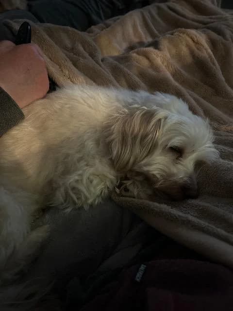 Biscuit (Widget), male Maltese for adoption at RSPCA Cornwall Branch, Saint Columb