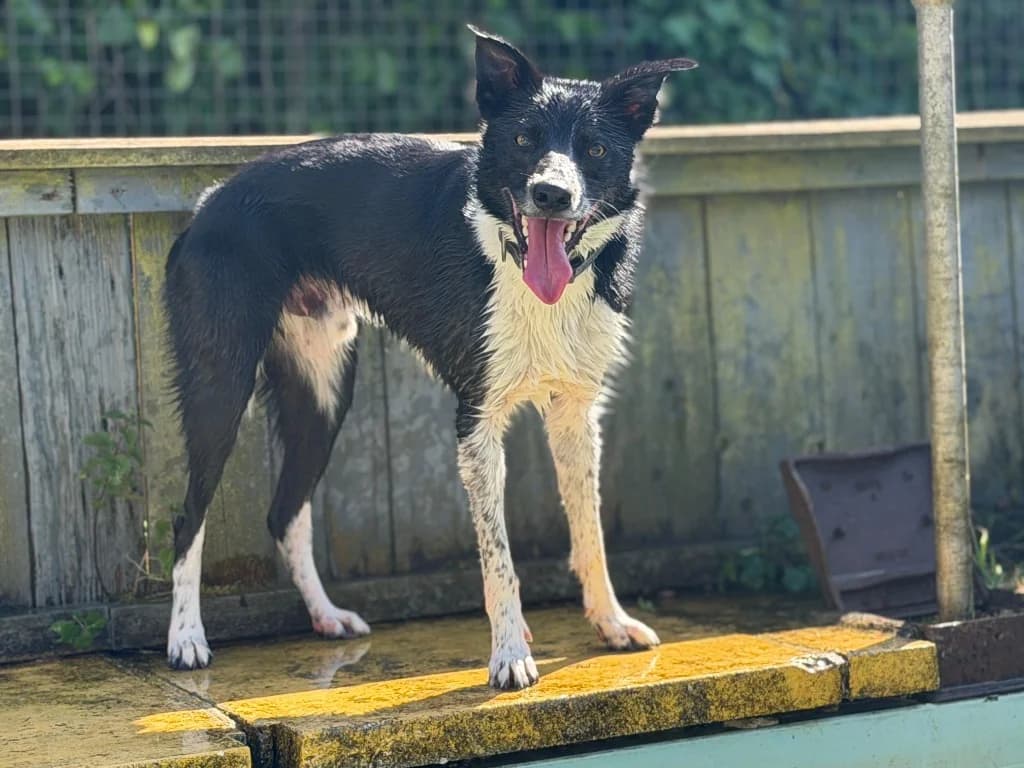 Murphy, male 4yo Collie for adoption at RSPCA Cornwall Branch, Saint Columb