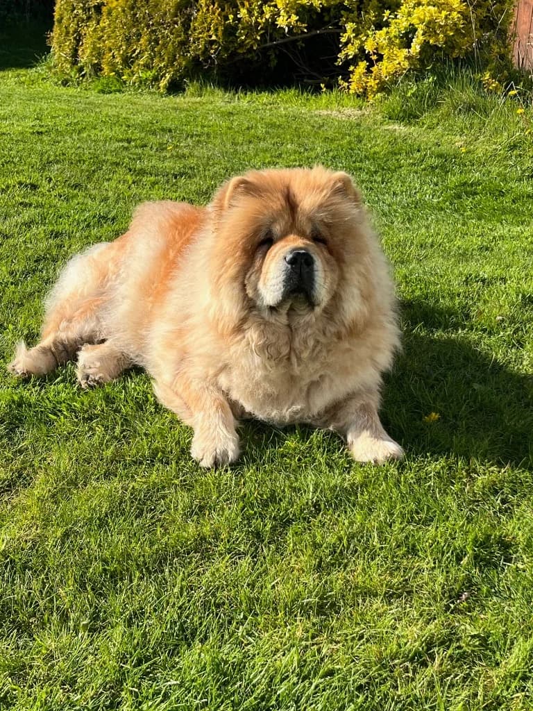 Kyta, female 5yo Chow Chow for adoption at RSPCA Cornwall Branch, Saint Columb