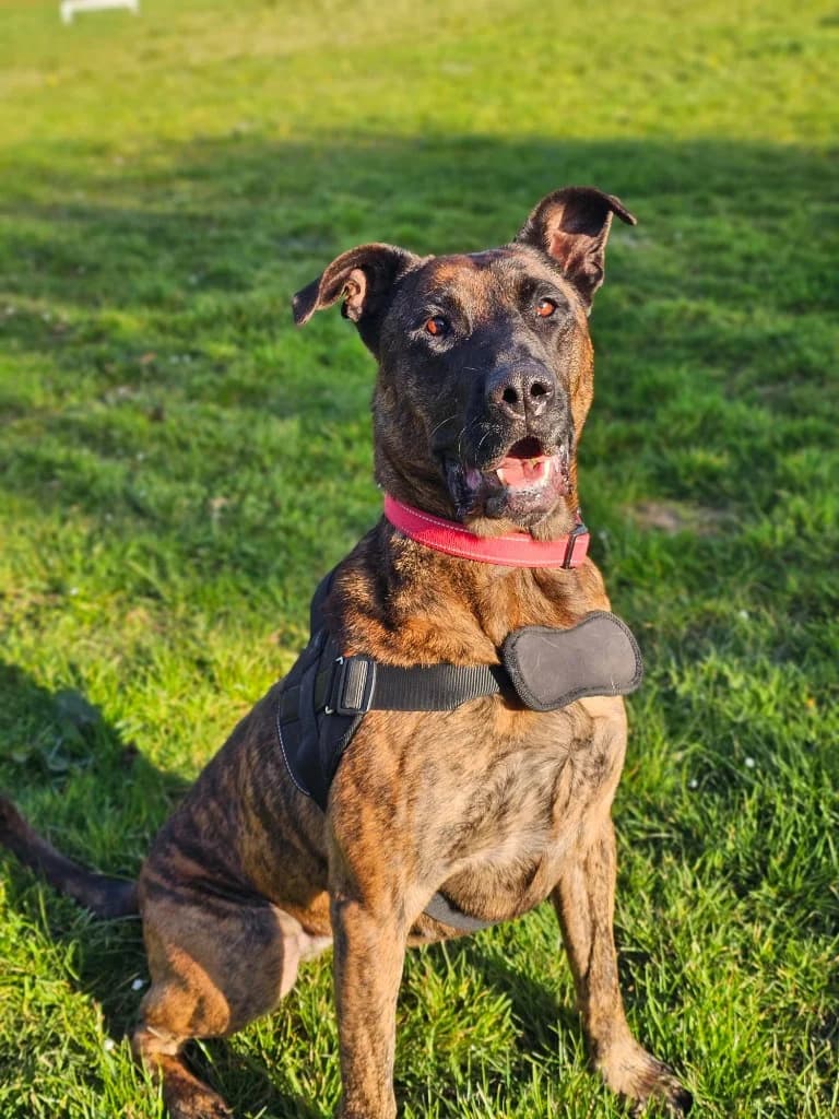 Mollie, female 5yo Presa Canario for adoption at RSPCA Cornwall Branch, Saint Columb